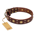 "Caprice of Fashion" FDT Artisan Brown Leather Dog Collar with Round Decorations