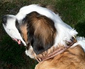 *Loxley looking Gorgeous in our 2 Ply Leather Dog Collar - Special33brownBraided