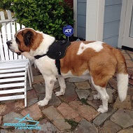 *Luca Enjoys Wearing Nylon Saint Bernard Dog Tracking Harness
