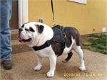 *MACK wearing our exclusive Dog harness for tracking / pulling Designed to fit English Bulldog- H6