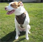 *MILEY wearing our exclusive Agitation / Protection / Attack Leather Dog Harness H1