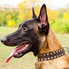 Malinois Fashion "Caterpillar" Leather Collar