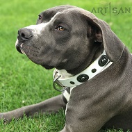 *Marley Presenting Amazing White Leather Dog Collar for Stylish Walking