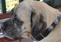 *Lilly as a princess in Gorgeous Wide Black Leather Dog Collar - Fashion Exclusive Design - Special33bluestones