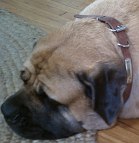 *Sumo peacefully rests in new Leather dog collar with id tag - c456