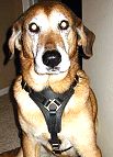 Great looking *Maverick wearing our Luxury handcrafted leather dog harness H3