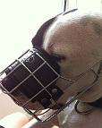 *Max wearing our exclusive NEW Pitbull Revolution Design Wire Dog Muzzle - M9-1