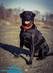 *Gunny Looks Absolutely Awesome in Pulling Dog Harness of Practical Nylon