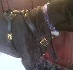 *Nelson Great Dane Looking Handsome in his Agitation / Protection / Attack Leather Dog Harness - H1_11