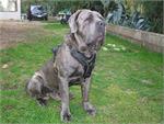 *Ares wearing our exclusive Luxury Handcrafted Padded Leather Dog Harness Perfect for your Neopolitan Mastiff H10