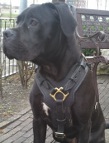 *Nikita looking superb in Exclusive Luxury Handcrafted Padded Leather Dog Harness - H10
