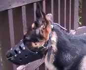 *Niko looking good in our Everyday German Shepherd Leather dog muzzle - M11