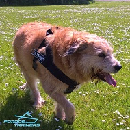 *Rubi on the Walk in Super Comfortable Nylon Dog Harness