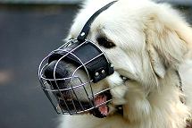 *Noah wearing our exclusive Wire Basket Dog Muzzles M4
