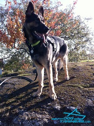 Multifunctional German Shepherd Harness of Practical and Wear-proof Nylon