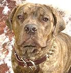 *Pandora wearing our exclusive S57 - 3 Rows Leather Dog Collar with Nickel Studs and Brass Spikes