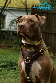 Noble Pitbull Cyrus Presents Leather Dog Harness with Padding