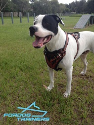 *Bailey is a Star Wearing Painted Leather Harness - Multi-Use Canine Equipment