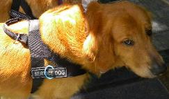 *Shy dog wearing Better control everyday all weather dog harness - H17