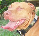 Gorgeous *Tuco is wearing our War Dog Leather Dog Collar - Like in the movies - c83