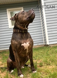 Pitbull Spoting in FDT Artisan Brown Leather Dog Collar - Designer Handmade Collar