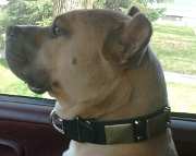 *Buddy looks awesome in Gorgeous War Dog Leather Collar - C85 (old brass massive plates +2 nickel pyramids)