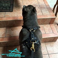 *Axel Demonstrates Long Nylon Leash with Massive Brass Snap