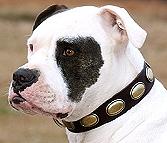 Retro Rulz - Gorgeous Vintage Dog Leather Collar - C103_4
