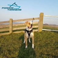 Leather Pitbull Padded No Pull Dog Harness with Soft Padding