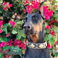 *Danke Looks Fabulous in Designer Leather Dog Collar