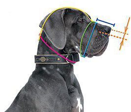 How to measure your dog