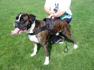 Boxer dog harness