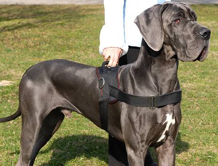 nylon dog harness for great dane with handle