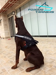 *Doi Doberman in Military Working Dog Harness