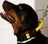 Smart *Boss wearing Nylon dog collar with handle and quick release buckle