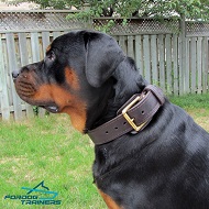 *Herman in His New 2 Ply Leather Rottweiler Collar for Training and Walking