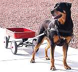 *Brandy wearing our exclusive Tracking / Pulling / Agitation Leather Dog Harness For Rottweiler H5