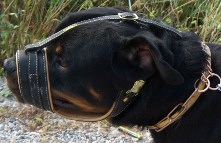 *Mpouas is outstanding in Royal Nappa Leather Dog Muzzle - product code M88_2
