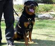 Luxury handcrafted dog harness- Rottweiler dog