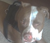 *Royo finally received Designed to fit Pitbull - H6 All Weather dog harness for tracking / pulling