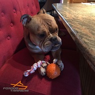 *Porkchop Boxer Happy to Play with Dotted Rubber Dog Ball