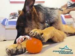 Theo Playing with Training Rubber German Shepherd Ball on String
