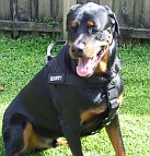 *Savage looking Great in Better control all weather nylon dog harness - H17