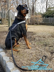 *Saxon in Working Dog Harness - Durable Nylon Doberman Harness