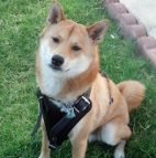 *Adonis proudly presents Agitation / Protection / Attack Leather Dog Harness