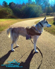 *Athena Posing in Durable Nylon Siberian Husky Pulling Harness