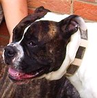 *Spike wearing our exclusive Gorgeous War Dog Leather Dog Collar - Like in the movies - c83