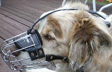 *Sydney got new Basket Dog Muzzles (All Sizes)
