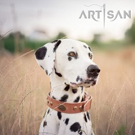 *Lio Dalmatian on a Walk Wearing Artisan Design Tan Leather Dog Collar