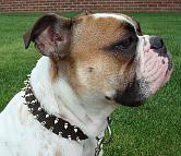 *Tank English Bulldog looks wonderful in Leather Spiked Dog Collar - s33